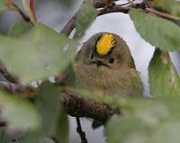 Goldcrest (Regulus regulus)