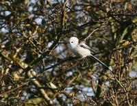 Long-tailed Tit (Aegithalos caudatus)