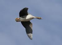 Bean Goose (Anser fabalis)