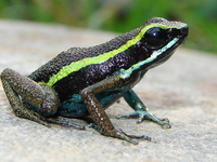 : Ameerega simulans; Dart Poison Frog