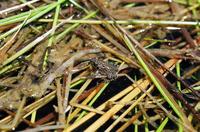 : Bufo boreas; Western Toad