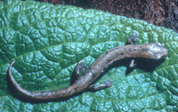 : Bolitoglossa occidentalis