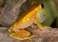 : Dendropsophus bifurcus