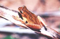 : Dendropsophus minutus; Lesser Treefrog