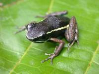 : Lithodytes lineatus; Painted Antnest Frog