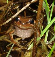 : Litoria ewingii; Whistling Tree Frog