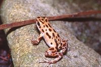 : Oophaga pumilio; Strawberry Poison Frog