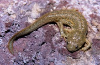 : Pleurodeles waltl; Spanish Newt