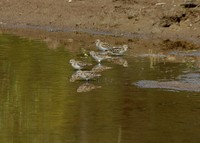 : Calidris minutilla; Yellow Warbler