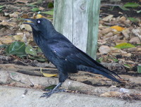 : Corvus coronoides; Australian Raven