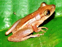 : Scinax sp. aff. alter