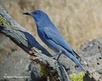 : Gymnorinus cyanoceohalus; Pinyon Jay