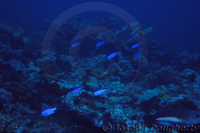 : Chromis cyanea; Blue Chromis Damselfish