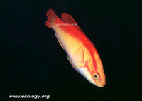 : Cirrhilabrus jordani; Hinalea Ula, Flame Wrasse