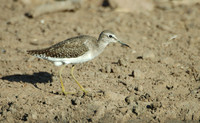 : Tringa nebularia; Common Greenshank