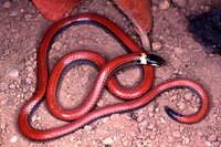 : Apostolepis albicollaris