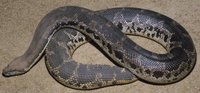 : Eryx conicus; Rough-scaled Sand Boa