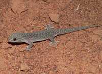 : Gehyra purpurescens