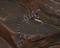 : Heteronotia spelea; Desert Cave Gecko