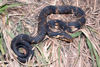 : Nerodia fasciata confluens; Broad-banded Water Snake