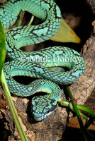 : Trimeresurus trigonocephalus; Ceylon Palm Viper