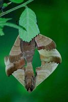 : Marumba gaschkevitchi; Hawk-moth