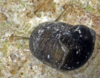 : Clithon chlorostoma