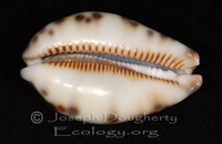 : Cypraea histrio var. westralis; Minstrel Cowrie