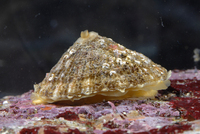 : Diodora aspera; Rough Keyhole Limpet