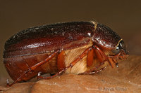 : Phyllophaga sp.; June Bug, May Beetle