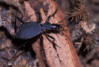 : Scaphinotus angulatus; Snail-eating Ground Beetle