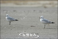 낙동강 하구서 멸종위기 '고대갈매기' 발견