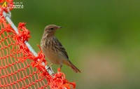 Fig. 18. Red-throated  Pipit : 붉은가슴밭종다리