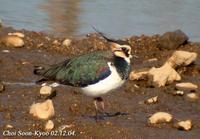 Fig. 9. Northern Lapwing :  댕기물떼새