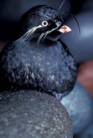 Picture of a Whiskered Auklet (Aethia pygmaea)