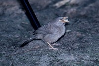 ツチイロヤブチメドリ Jungle Babbler Turdoides striatus