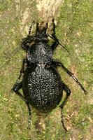 Carabus gigas