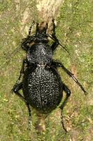 Carabus gigas