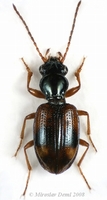 Trepanes articulatus