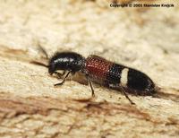 Tilloidea unifasciata