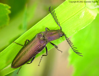 Ctenicera heyeri