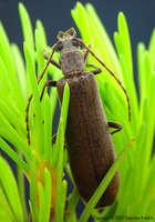 Calopus serraticornis