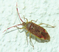 Pantilius tunicatus