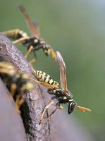 Polistes dominulus