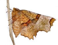 Selenia tetralunaria - Purple Thorn