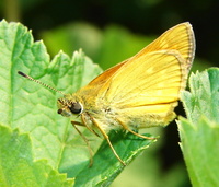 Ochlodes sylvanus - Large Skipper