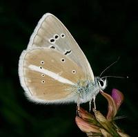 Polyommatus damon - Damon Blue