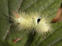 Calliteara pudibunda - Pale Tussock