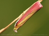 Oncocera semirubella