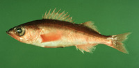 Sebastes jordani, Shortbelly rockfish: gamefish